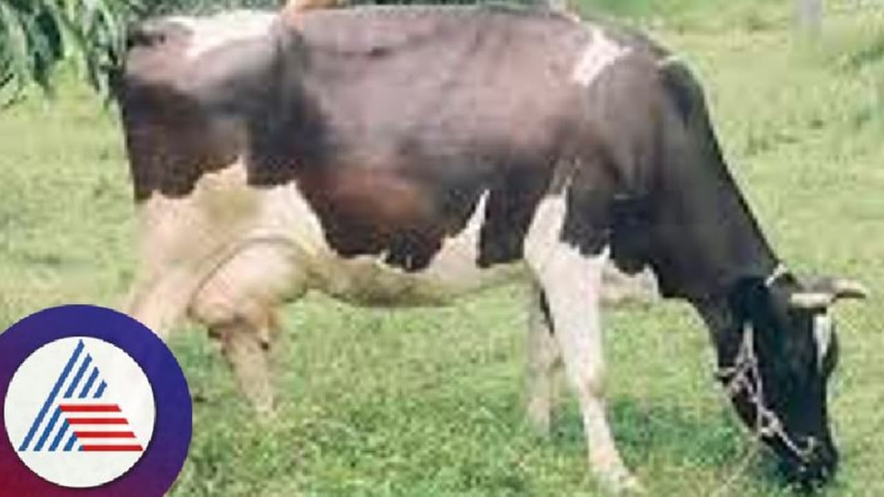 ಮಹಾರಾಷ್ಟ್ರದ ಹಸುಕರುಗಳನ್ನು ಕೂಡಲೇ ಬಿಡುಗಡೆ ಮಾಡಿ :ಜಿಲ್ಲಾಧಿಕಾರಿಗಳಿಗೆ ಮನವಿ ಮಹಾರಾಷ್ಟ್ರದ ಹಸುಕರುಗಳನ್ನು ಕೂಡಲೇ ಬಿಡುಗಡೆ ಮಾಡಿ :ಜಿಲ್ಲಾಧಿಕಾರಿಗಳಿಗೆ ಮನವಿ