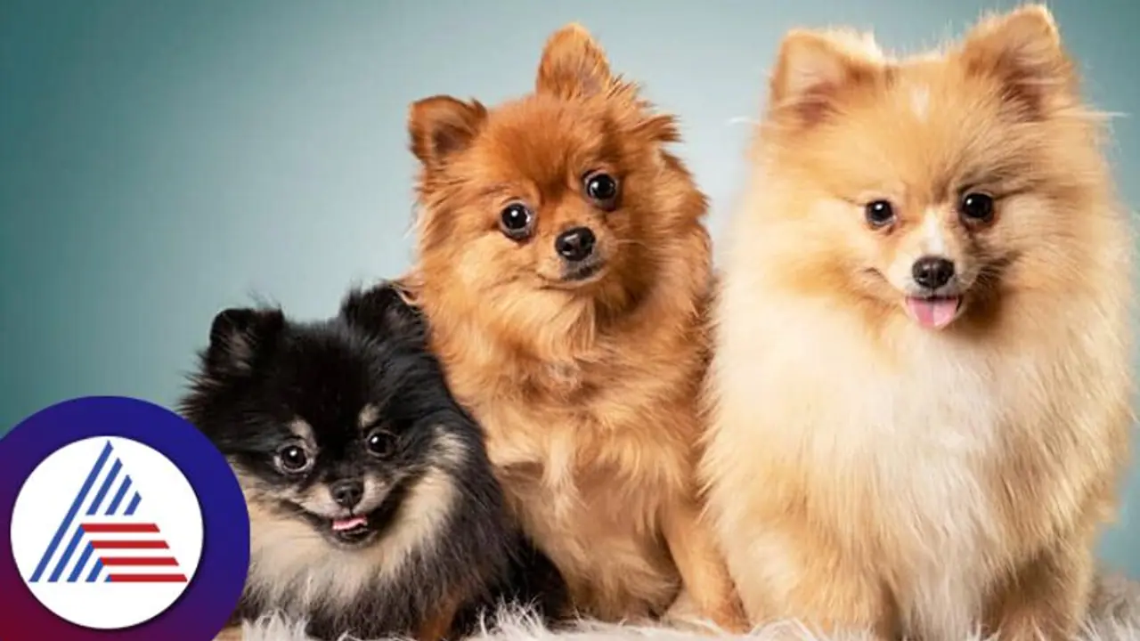 വളർത്ത് നായകൾക്ക് ഈ പച്ചക്കറികൾ കൊടുക്കുന്നതാണ് നല്ലത്