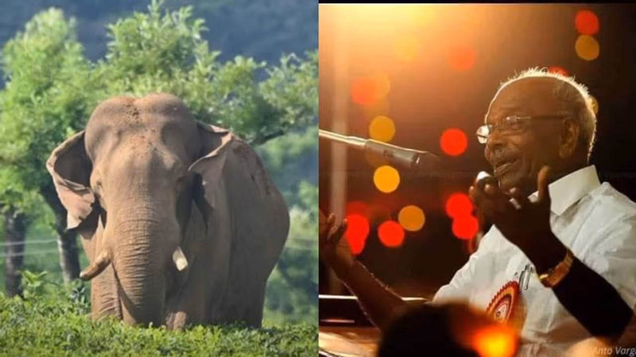 സ്വന്തമായി വക്കീലുള്ള, 11 പേരെ കൊന്ന, പിടിപാടുള്ള കക്ഷിയാണ്, 'ഓപ്പറേഷൻ അരിക്കൊമ്പൻ', പരിഹാസവുമായി എംഎം മണി 