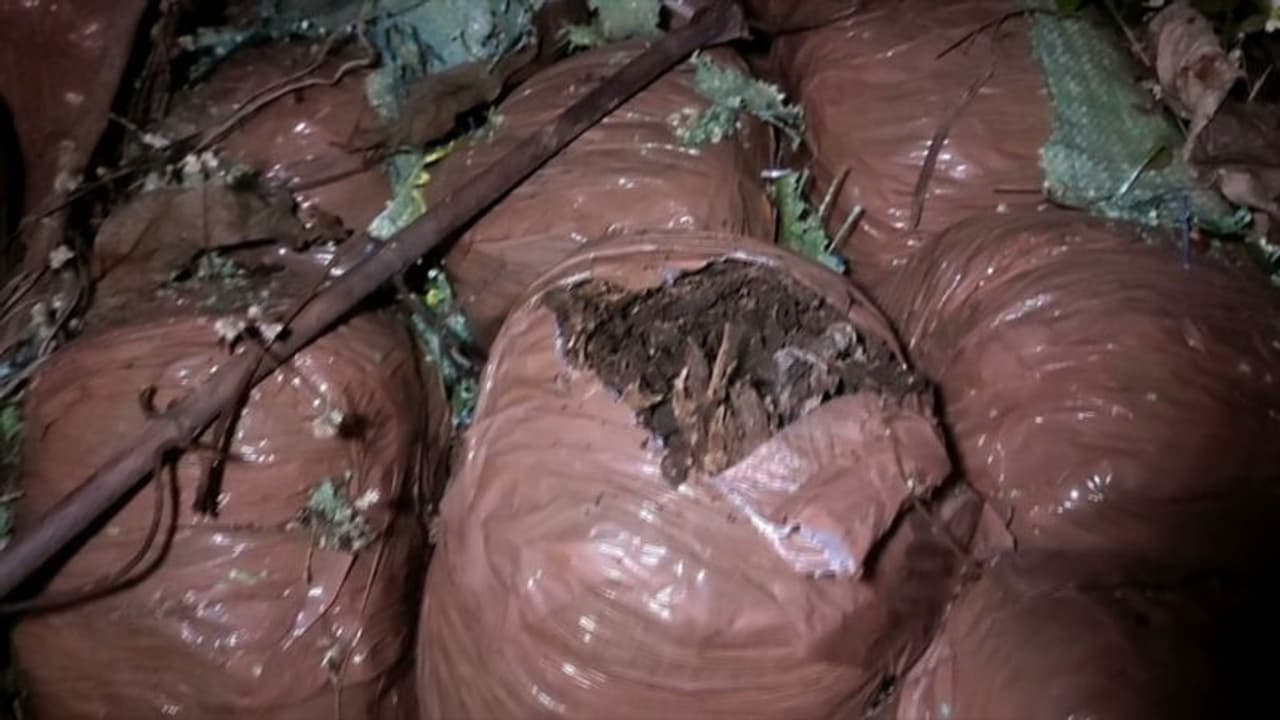 ഇരിങ്ങാലക്കുടയിൽ വൻ കഞ്ചാവ് വേട്ട, കണ്ടെത്തിയത് 70 കിലോയോളം കഞ്ചാവ് ഇരിങ്ങാലക്കുടയിൽ വൻ കഞ്ചാവ് വേട്ട, കണ്ടെത്തിയത് 70 കിലോയോളം കഞ്ചാവ്