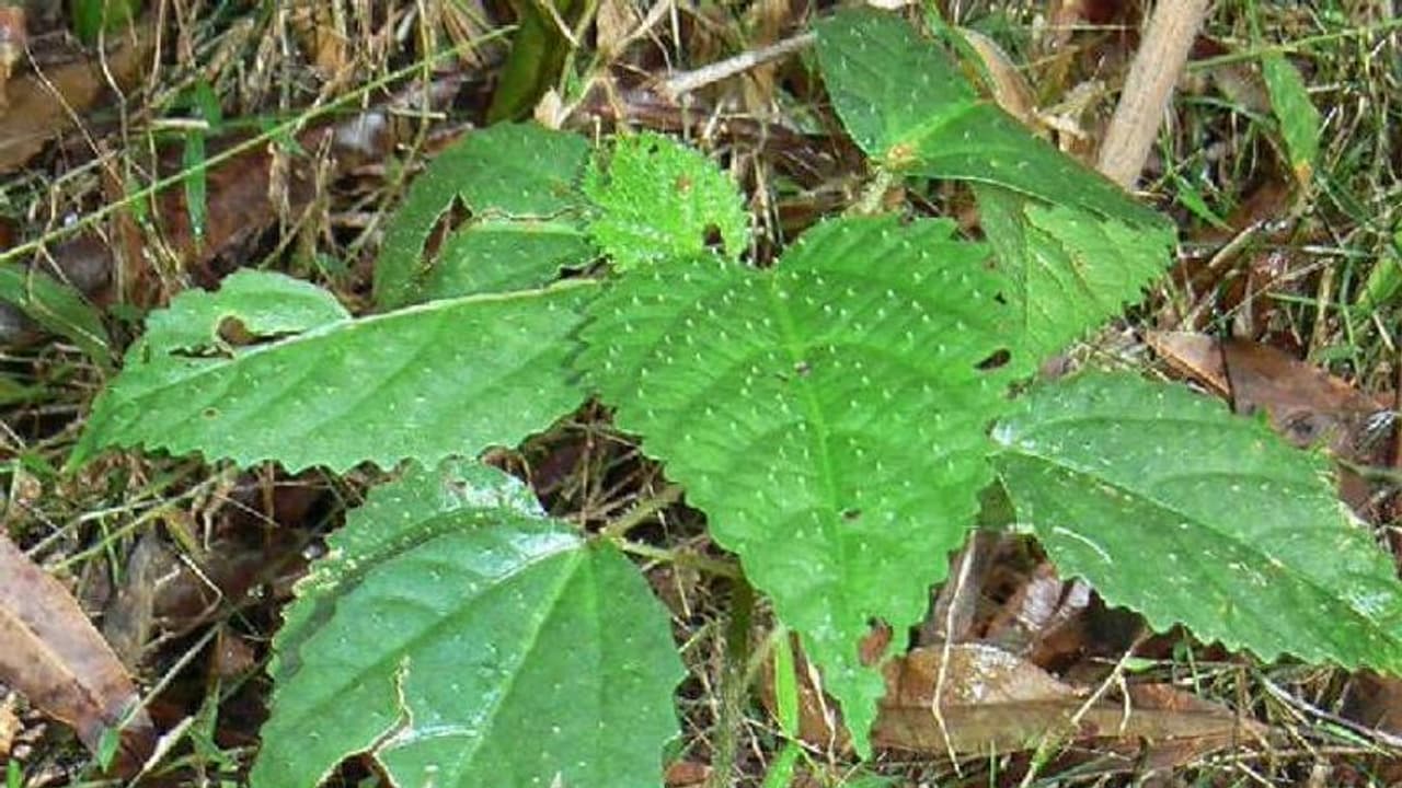 ഇങ്ങനൊരു വേദന ഒരിക്കലും അനുഭവിച്ചിട്ടില്ല, ലോകത്തിലെ ഏറ്റവും അപകടകാരിയായ ചെടിയിൽ സപർശിച്ച സ്ത്രീ പറയുന്നു ഇങ്ങനൊരു വേദന ഒരിക്കലും അനുഭവിച്ചിട്ടില്ല, ലോകത്തിലെ ഏറ്റവും അപകടകാരിയായ ചെടിയിൽ സപർശിച്ച സ്ത്രീ പറയുന്നു