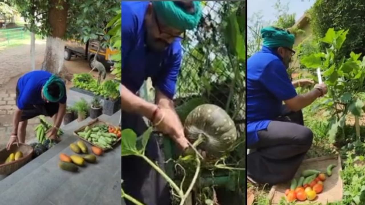 കൈലി ഉടുത്ത്, തലയിൽ തോര്ത്തും കെട്ടി, തനി കൃഷിക്കാരനായി ജയറാം; പച്ചക്കറി തോട്ടത്തിൽ വിളവെടുപ്പ് കൈലി ഉടുത്ത്, തലയിൽ തോര്ത്തും കെട്ടി, തനി കൃഷിക്കാരനായി ജയറാം; പച്ചക്കറി തോട്ടത്തിൽ വിളവെടുപ്പ്