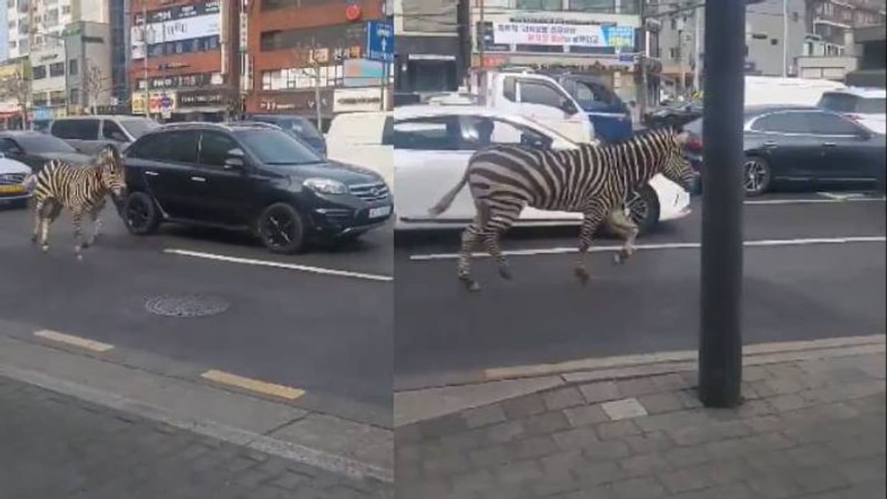 മൃ​ഗശാലയിൽ നിന്നും ഓടിപ്പോയി മൂന്ന് മണിക്കൂർ നേരം തെരുവിലൂടെ അലഞ്ഞുതിരിഞ്ഞ് സീബ്ര