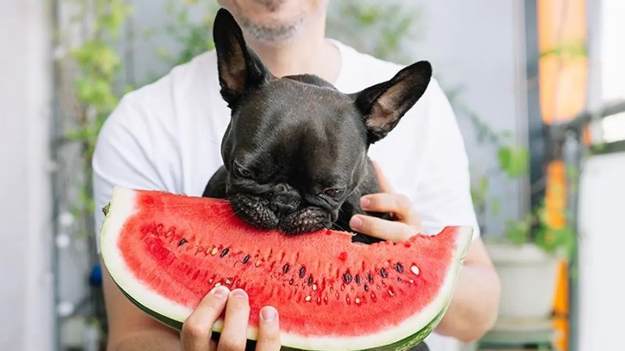Summer food for dogs: Mangoes to Buttermilk 7 things that can keep your furry babies cool and comfortable Summer food for dogs: Mangoes to Buttermilk 7 things that can keep your furry babies cool and comfortable