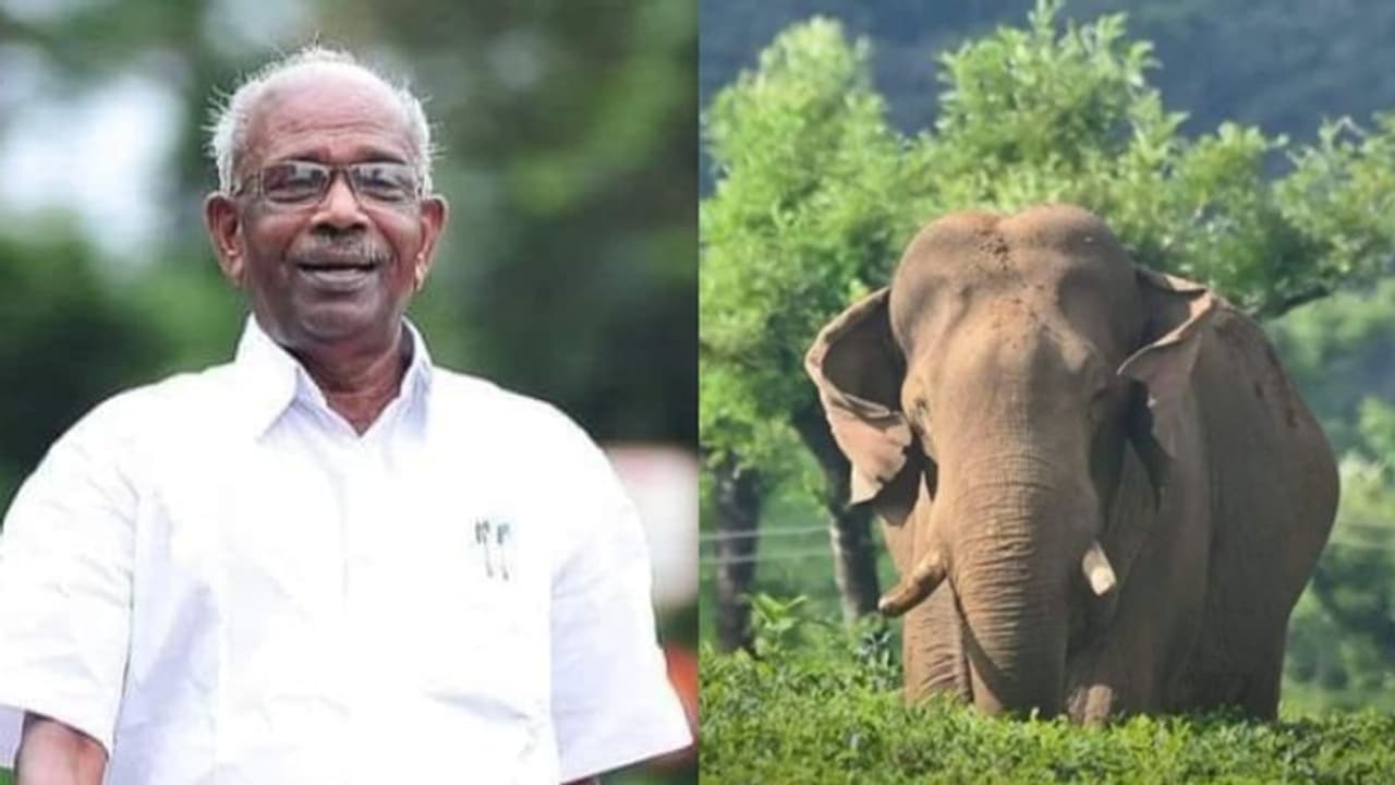 കേസ് ജയിച്ചിട്ടും വക്കീൽ ഫീസ് ചോദിക്കാൻ വരാറില്ല, ഓപ്പറേഷൻ അരിക്കൊമ്പനെതിരായ കോടതി വിധിയെ ട്രോളി എംഎം മണി കേസ് ജയിച്ചിട്ടും വക്കീൽ ഫീസ് ചോദിക്കാൻ വരാറില്ല, ഓപ്പറേഷൻ അരിക്കൊമ്പനെതിരായ കോടതി വിധിയെ ട്രോളി എംഎം മണി