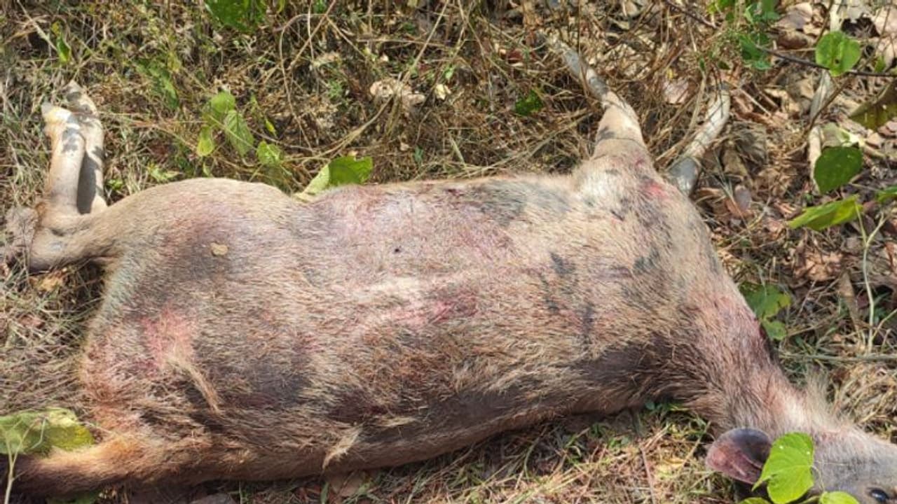 പാലക്കാട് ഗര്‍ഭിണിയായ മ്ലാവിനെ വെടിവച്ചുകൊന്നു, പ്രതികളില്‍ കേരള കോണ്‍ഗ്രസ് നേതാവും റിസോര്‍ട്ട് ഉടമകളും