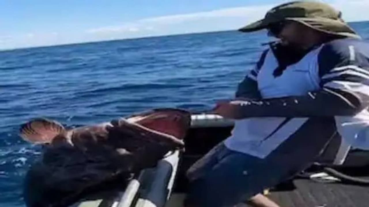 ഭീമന്മാർ വാഴുന്ന സമുദ്രം; മത്സ്യബന്ധനത്തിനിടയിൽ പിടികൂടിയിട്ടുള്ള ഭീമൻ മത്സ്യങ്ങൾ ഇവ