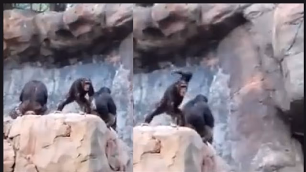 ಪ್ರವಾಸಿಗರ ಮೇಲೆ ಕಲ್ಲೆಸೆದ ಚಿಂಪಾಂಜಿ ಮರಿ... ಅಮ್ಮನಿಂದ ಬಿತ್ತು ಸರಿಯಾಗಿ ಒದೆ: ವಿಡಿಯೋ ನೋಡಿ