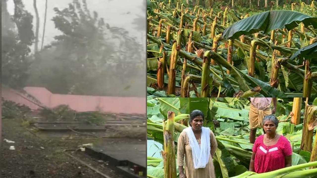 മറ്റത്തൂരില് ചുഴലിക്കാറ്റില് വ്യാപക കൃഷി നാശം: അയ്യായിരത്തിലേറെ കുലച്ച ഏത്തവാഴകൾ നശിച്ചു മറ്റത്തൂരില് ചുഴലിക്കാറ്റില് വ്യാപക കൃഷി നാശം: അയ്യായിരത്തിലേറെ കുലച്ച ഏത്തവാഴകൾ നശിച്ചു