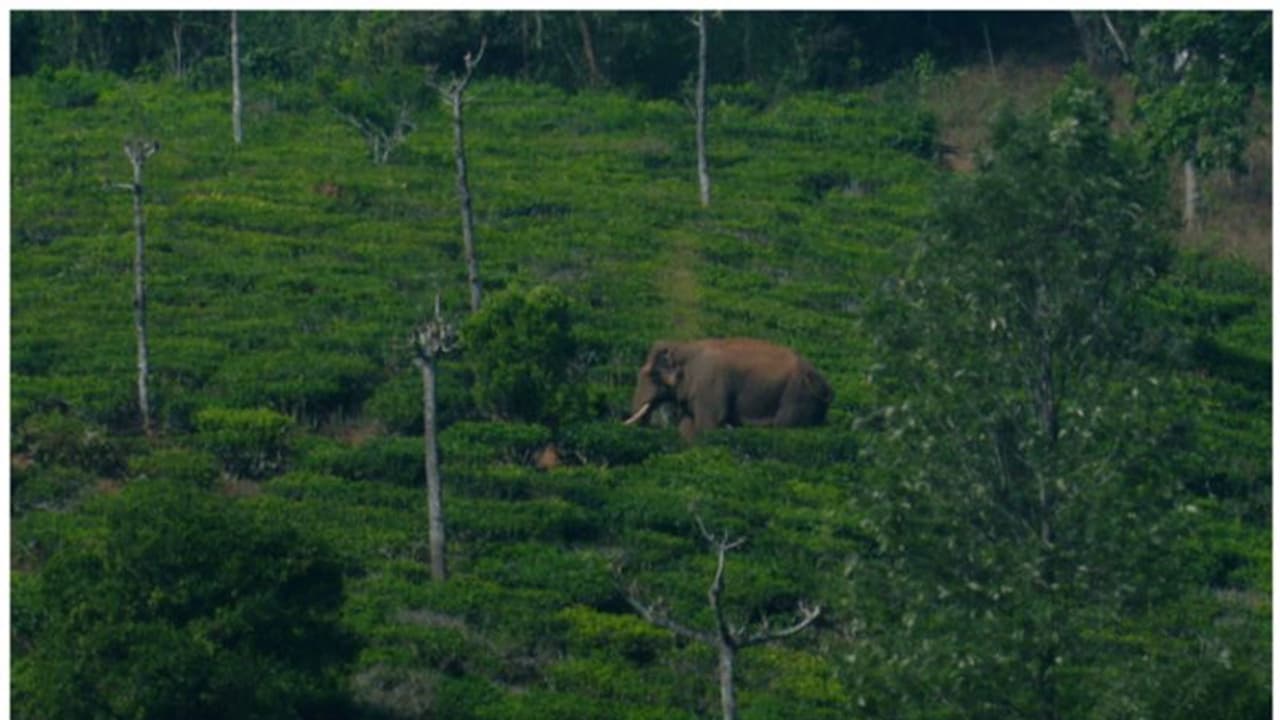 'അരിക്കൊമ്പനെ പറമ്പിക്കുളത്തേക്ക് കൊണ്ടുവരരുത്'; കോടതിയെ സമീപിക്കുമെന്ന് മുതലമട പഞ്ചായത്ത് 