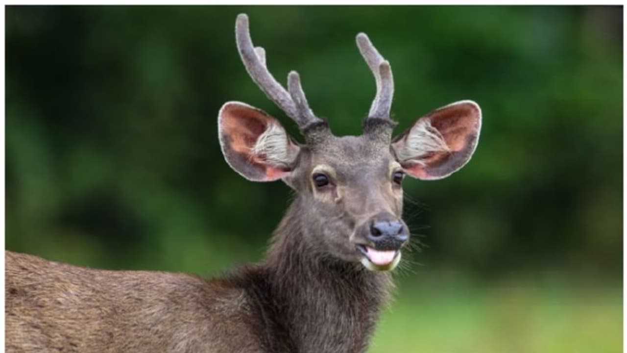 മ്ലാവിനെ വേട്ടയാടി; രണ്ട് പേർ പിടിയിലായി, മൂന്ന് പേർ ഒളിവിൽ മ്ലാവിനെ വേട്ടയാടി; രണ്ട് പേർ പിടിയിലായി, മൂന്ന് പേർ ഒളിവിൽ