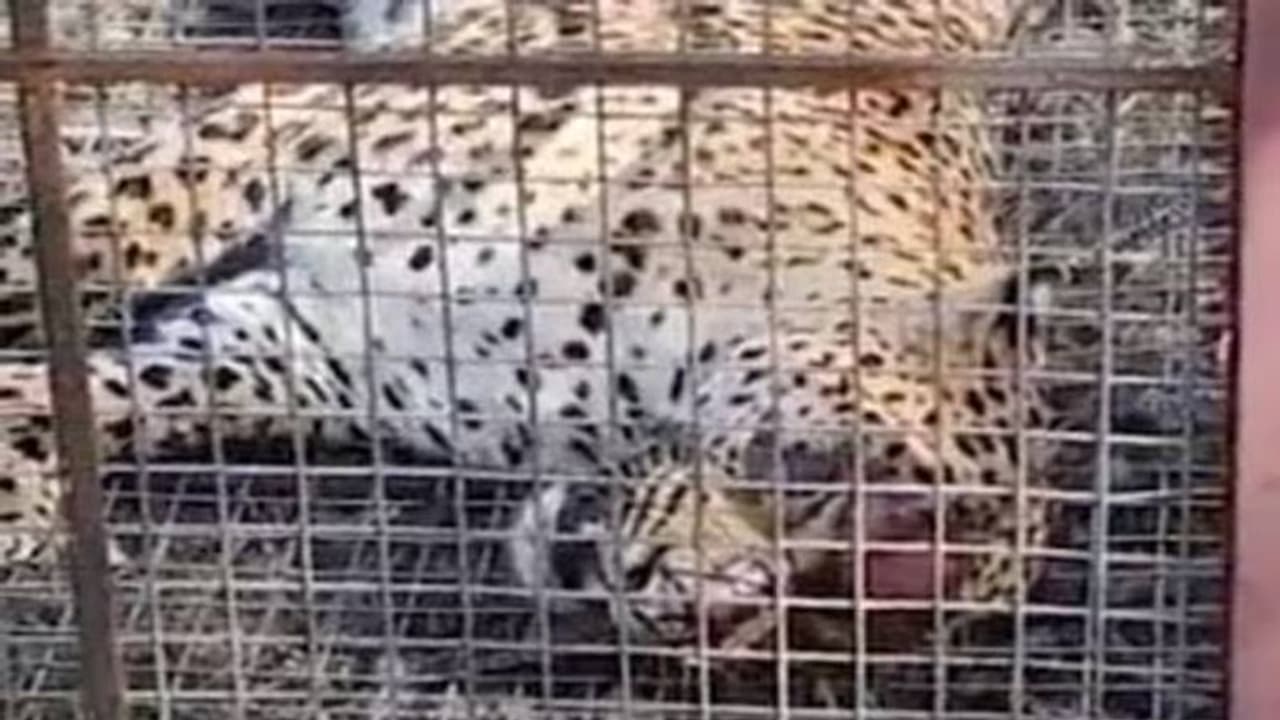 Viral video: പുള്ളിപ്പുലിയെ കൂട്ടിലാക്കി നാട്ടുകാര്, നടപടി വേണമെന്ന് മൃഗസ്നേഹികള് Viral video: പുള്ളിപ്പുലിയെ കൂട്ടിലാക്കി നാട്ടുകാര്, നടപടി വേണമെന്ന് മൃഗസ്നേഹികള്