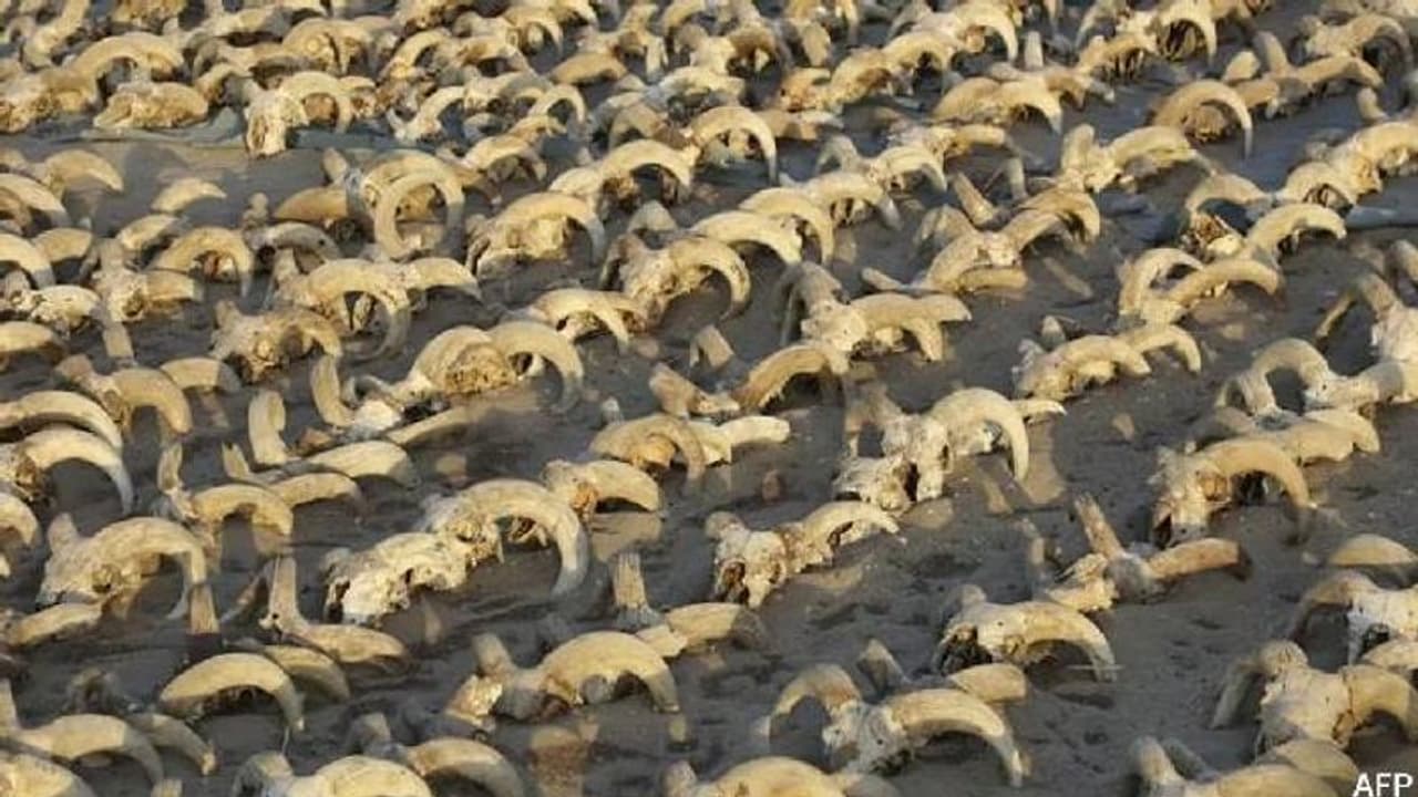 മമ്മിഫൈ ചെയ്ത 2000 ത്തിലധികം ആട്ടിൻതലകൾ, കണ്ടെത്തിയത് ഈജിപ്തിൽ നിന്ന് മമ്മിഫൈ ചെയ്ത 2000 ത്തിലധികം ആട്ടിൻതലകൾ, കണ്ടെത്തിയത് ഈജിപ്തിൽ നിന്ന്