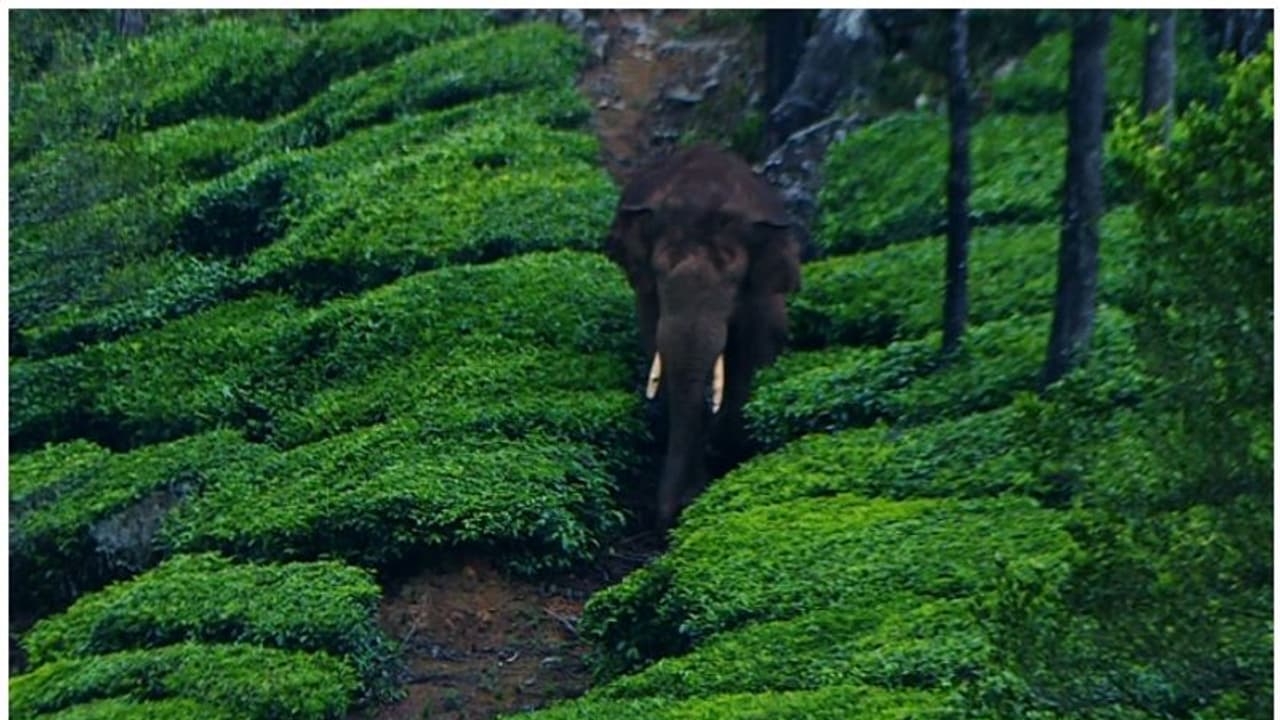 ആനയിറങ്കൽ ഡാം കടന്ന് അരിക്കൊമ്പൻ, 301 കോളനി ഭാഗത്തേക്ക് തിരിച്ച് കയറി; നിരീക്ഷിച്ച് ദൗത്യസംഘം