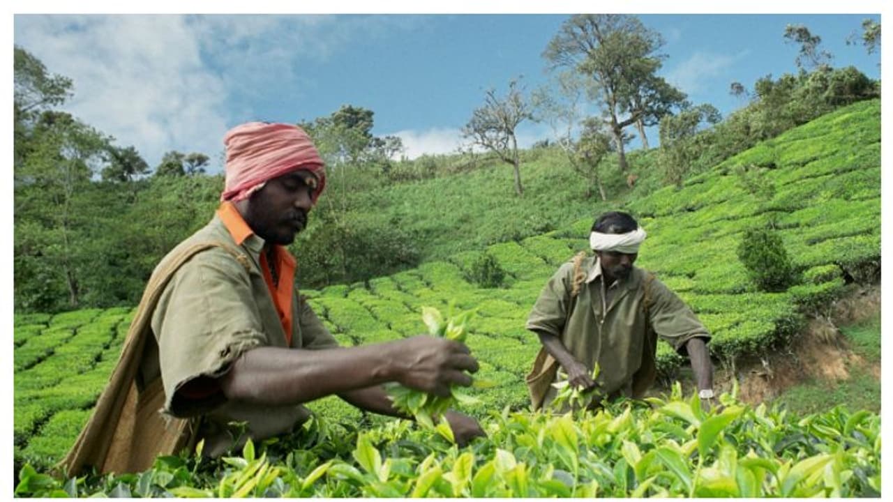 മന്ത്രിയുമായുള്ള ചർച്ചയും പരാജയപ്പെട്ടു; സമരത്തിനൊരുങ്ങി മൂന്നാറിലെ തോട്ടം തൊഴിലാളികൾ