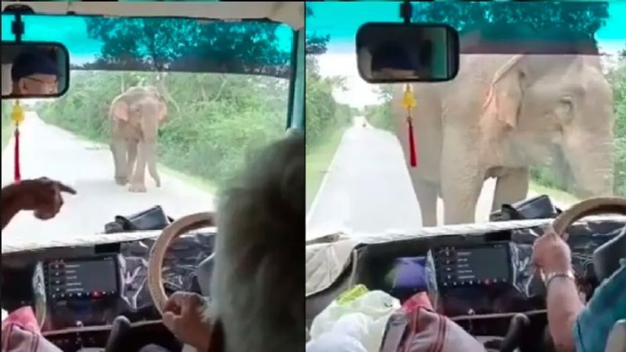 ಮಂತ್ರೋಚ್ಛಾರಕ್ಕೆ ಶಾಂತನಾಗಿ ದಾರಿಬಿಟ್ಟ ಗಜರಾಜ: ವೈರಲ್ ವಿಡಿಯೋ