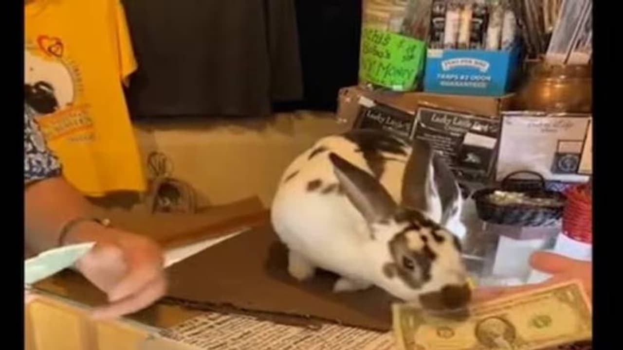 Viral video : അസിസ്റ്റന്റ് ഷോപ്പ് കീപ്പറായി മുയൽ, വീഡിയോ കണ്ട് അന്തംവിട്ട് നെറ്റിസൻസ് 