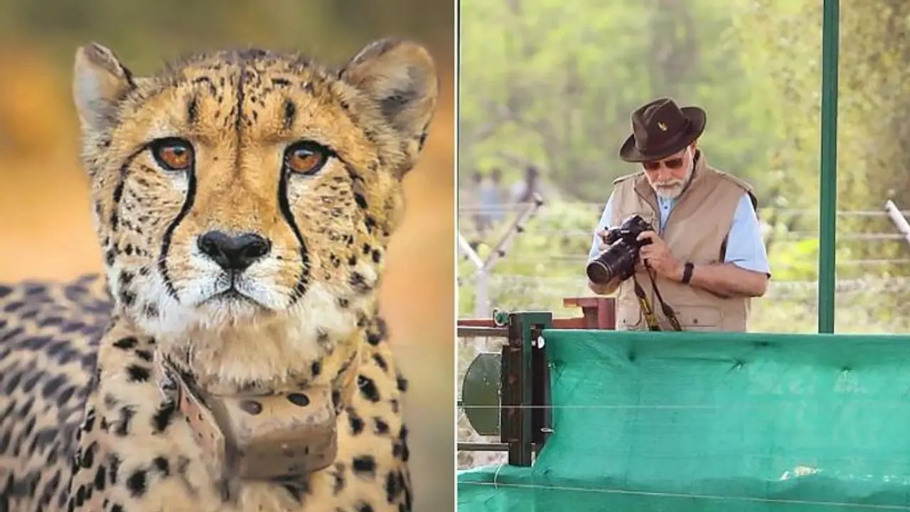 Namibian Cheetah : நமீபியா டூ இந்தியாவுக்கு கொண்டு வரப்பட்ட சிவிங்கிப்புலி மரணம் என்ன காரணம் தெரியுமா?