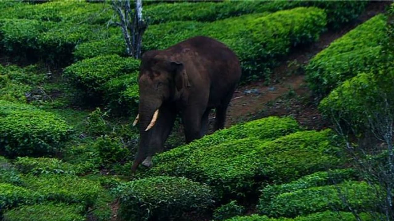 18 വർഷത്തിനിടെ അരിക്കൊമ്പൻ തകർത്തത് 180 കെട്ടിടങ്ങൾ, നശിപ്പിച്ചത് ഏക്കറു കണക്കിന് സ്ഥലത്തെ കൃഷി