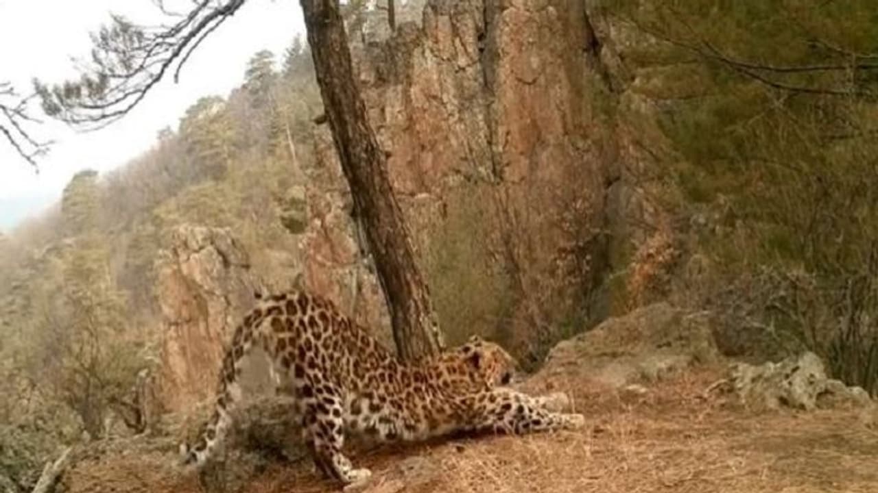 సూర్య నమస్కారం చేస్తున్న చిరుతపులి.. వైరల్ గా మారిన వీడియో.. సూర్య నమస్కారం చేస్తున్న చిరుతపులి.. వైరల్ గా మారిన వీడియో..