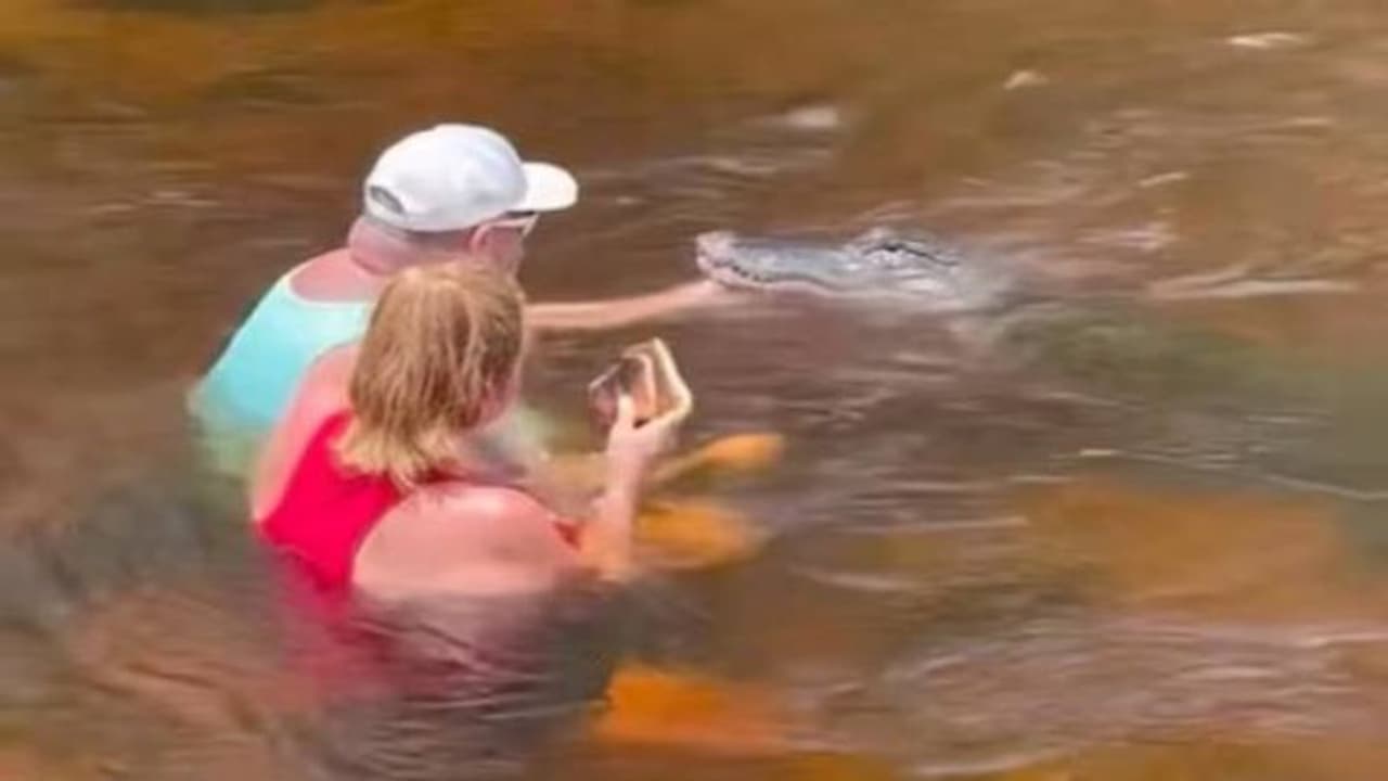 ചീങ്കണ്ണിക്ക് കൈകൊണ്ട് ഭക്ഷണം നൽകി ദമ്പതികളുടെ സാഹസം; സോഷ്യൽ മീഡിയയിൽ രൂക്ഷ വിമർശനം ചീങ്കണ്ണിക്ക് കൈകൊണ്ട് ഭക്ഷണം നൽകി ദമ്പതികളുടെ സാഹസം; സോഷ്യൽ മീഡിയയിൽ രൂക്ഷ വിമർശനം