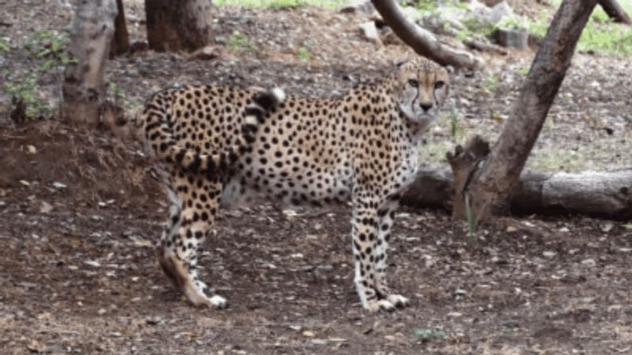 ಕಾಡು ಬಿಟ್ಟು ನಾಡಿಗೆ ನುಗ್ಗಿದ ನಮೀಬಿಯಾ ಚೀತಾ: ಕುನೋ ಅಭಯಾರಣ್ಯಕ್ಕೆ ಕಳಿಸಲು ಕಾರ್ಯಾಚರಣೆ