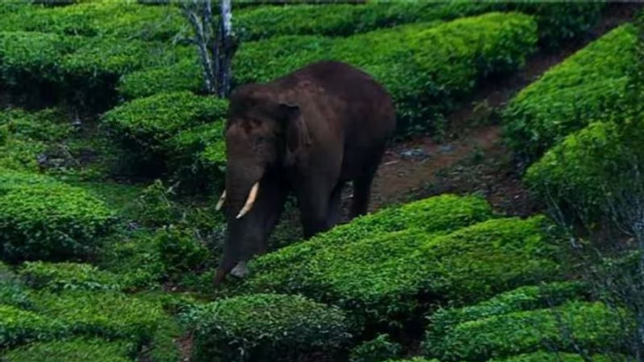 അരികൊമ്പൻ; എട്ടു സംഘങ്ങൾ തിരിഞ്ഞ് ദൗത്യം