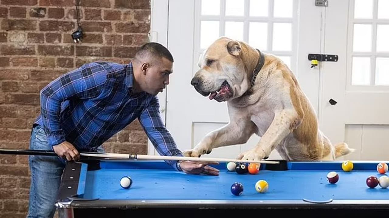 85 കിലോ ഭാരം, പിന്‍കാലില്‍ നിന്നാല്‍ 6 അടി ഉയരം, ഇത് കെന്‍സോ ഒരു സെൻട്രൽ ഏഷ്യൻ ഷെപ്പേർഡ് നായ !