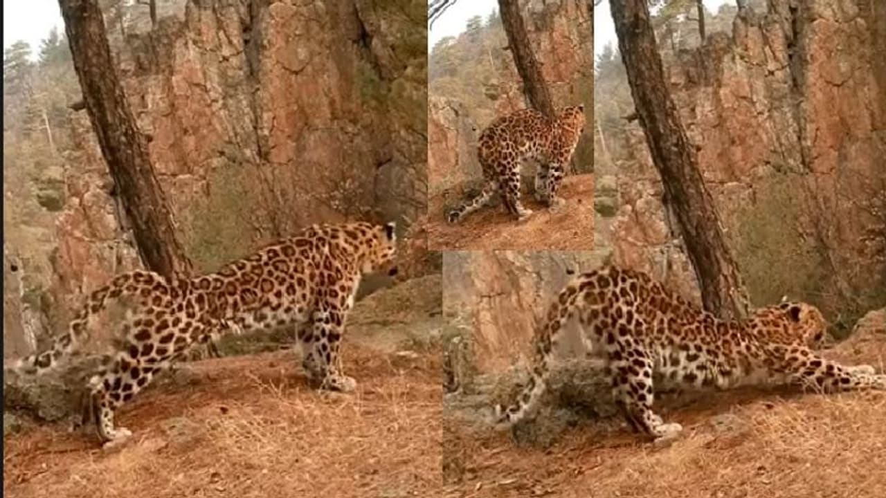 ಚಿರತೆನೂ ಸೂರ್ಯ ನಮಸ್ಕಾರ ಮಾಡುತ್ತೆ ನೋಡಿ... ವೈರಲ್ ವೀಡಿಯೋ