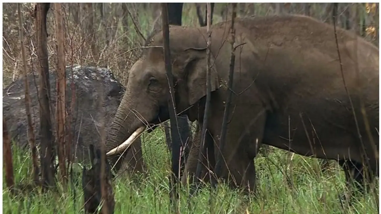 അരിക്കൊമ്പനെത്തുമോ? പറമ്പിക്കുളത്ത് പ്രതിഷേധം ശക്തം, ജനകീയ സമരം