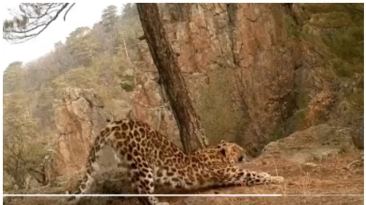 ಇಬ್ಬರು ಹೆಣ್ಮಕ್ಕಳನ್ನು ಸಾವಿನ ದವಡೆಯಿಂದ ಕಾಪಾಡಲು ಬರಿಗೈಯಲ್ಲಿ ಚಿರತೆಯೊಂದಿಗೆ ಹೋರಾಡಿದ ಕಾರ್ಮಿಕ