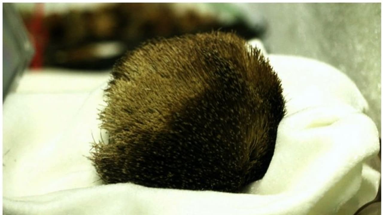 രഹസ്യ വിവരം ലഭിച്ച് ഉദ്യോഗസ്ഥരെത്തെി; 20 ലക്ഷത്തോളം വില വരുന്ന കസ്തൂരിയുമായി 4 പേർ പിടിയിൽ രഹസ്യ വിവരം ലഭിച്ച് ഉദ്യോഗസ്ഥരെത്തെി; 20 ലക്ഷത്തോളം വില വരുന്ന കസ്തൂരിയുമായി 4 പേർ പിടിയിൽ