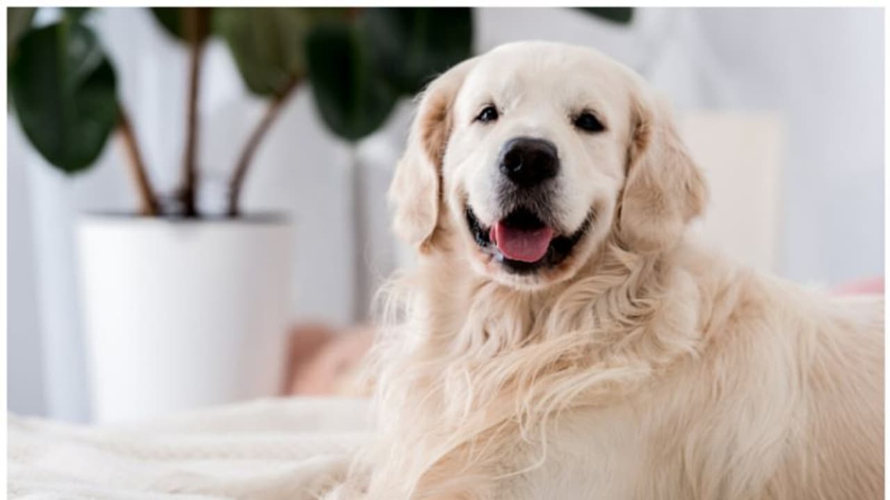 നായയുടെ ജീവൻ രക്ഷിച്ച് ചാറ്റ് ജിപിടി ; ട്വിറ്ററിൽ രക്ഷക പരിവേഷം നായയുടെ ജീവൻ രക്ഷിച്ച് ചാറ്റ് ജിപിടി ; ട്വിറ്ററിൽ രക്ഷക പരിവേഷം