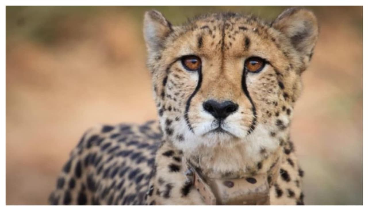 വന്യജീവി വിദഗ്ധരെ ഞെട്ടിച്ച് സാഷയുടെ മരണം; കാരണം പുറത്ത്, അതീവ ജാഗ്രതയോടെ അധികൃതര്‍