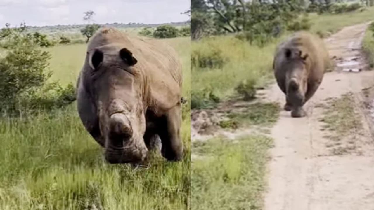 ഒരു കിലോമീറ്ററോളം വാഹനത്തിനു പിന്നാലെ പാഞ്ഞ് കാണ്ടാമൃഗം, ഭയന്നുവിറച്ച് സഞ്ചാരികൾ; വീഡിയോ വൈറല് ഒരു കിലോമീറ്ററോളം വാഹനത്തിനു പിന്നാലെ പാഞ്ഞ് കാണ്ടാമൃഗം, ഭയന്നുവിറച്ച് സഞ്ചാരികൾ; വീഡിയോ വൈറല്