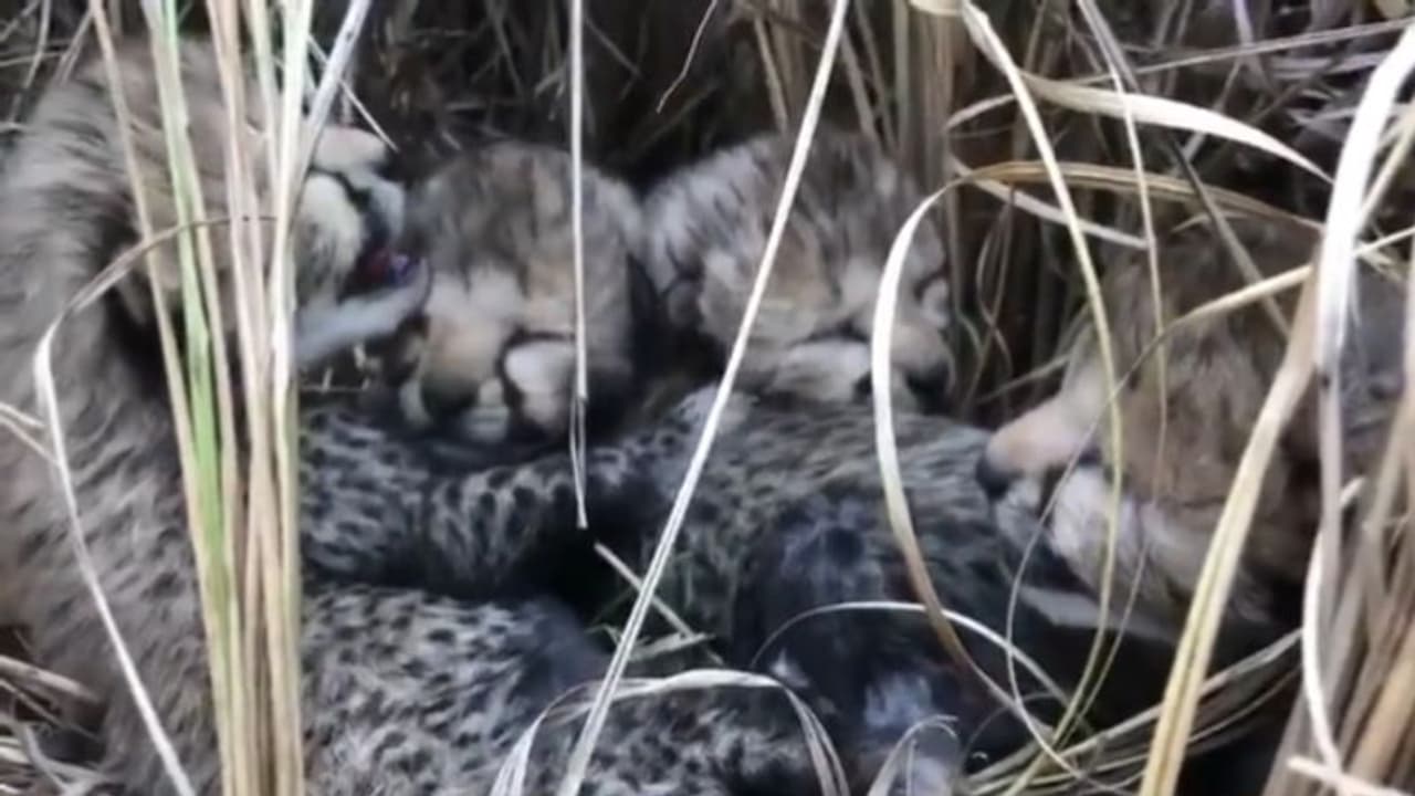 కునో నేషనల్ పార్క్లో 4 పిల్లలకు జన్మనిచ్చిన నమీబియా చిరుత.. 70 ఏళ్ల తర్వాత భారత్లో చీతాల జననం కునో నేషనల్ పార్క్లో 4 పిల్లలకు జన్మనిచ్చిన నమీబియా చిరుత.. 70 ఏళ్ల తర్వాత భారత్లో చీతాల జననం