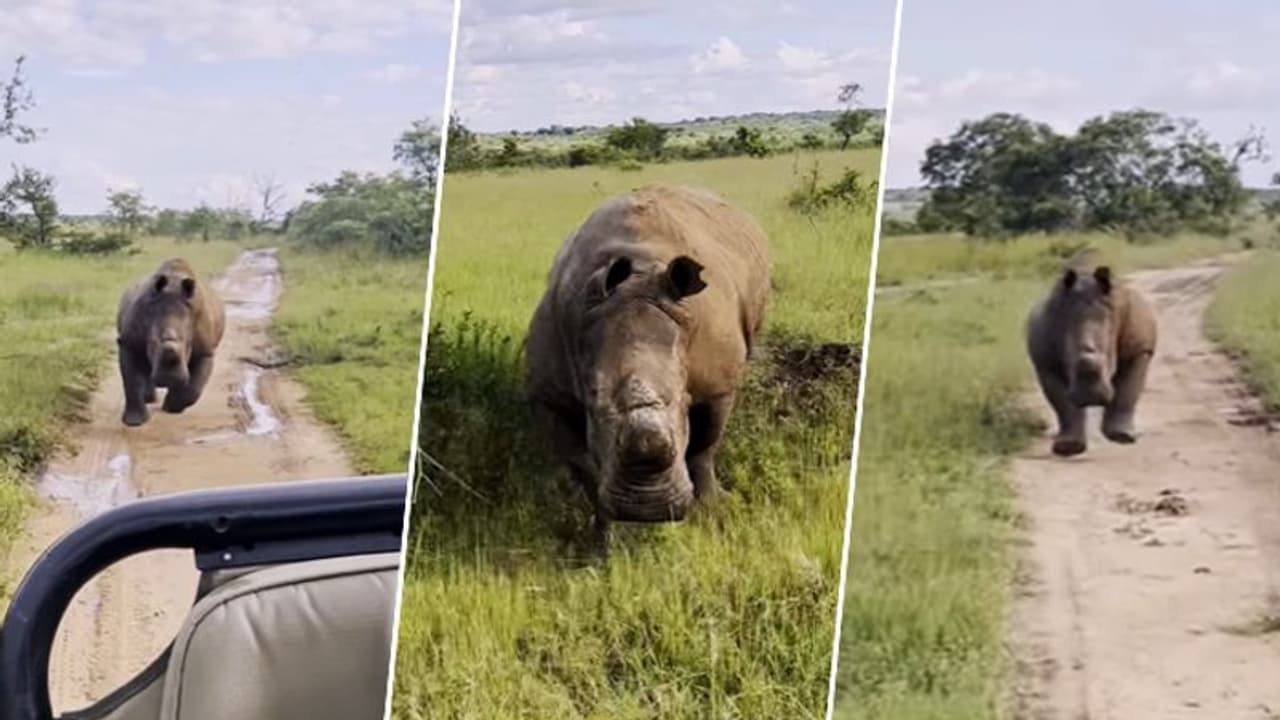 Tourists narrowly escape angry rhino charging at safari jeep in South Africa; watch video