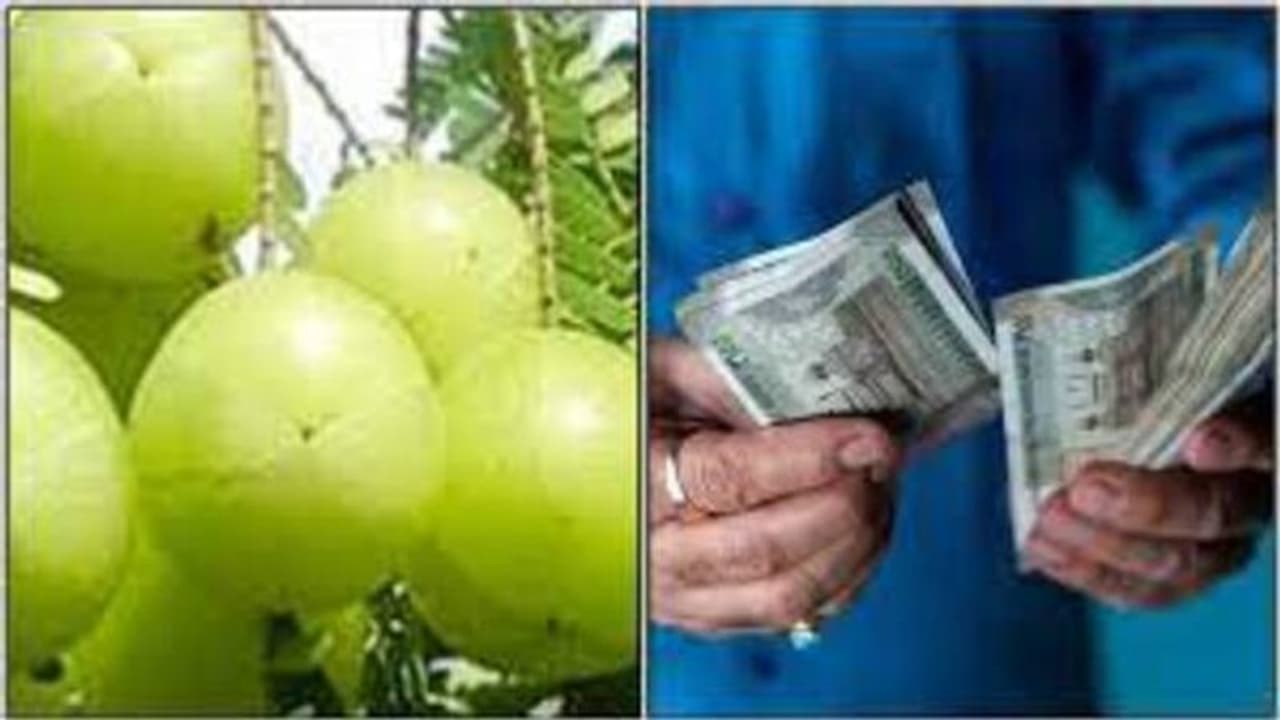 குபேரன், அஷ்டலக்ஷ்மிகளின் அருள் கிடைத்து வாழ்வில் செல்வ செழிப்போடு ஒரு வாழ இந்த தீபத்தை ஏற்றி வழிபடுங்க! குபேரன், அஷ்டலக்ஷ்மிகளின் அருள் கிடைத்து வாழ்வில் செல்வ செழிப்போடு ஒரு வாழ இந்த தீபத்தை ஏற்றி வழிபடுங்க!