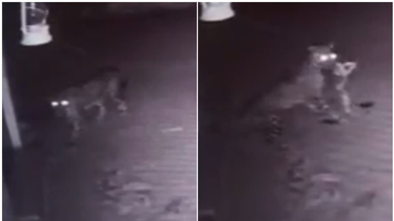 എങ്ങനെ സമാധാനത്തോടെ ഉറങ്ങും; പുലര്‍ച്ചെയെത്തിയ പുലി വീട്ടില്‍ വളർത്തുന്ന നായയെ കടിച്ചു കൊണ്ടുപോയി