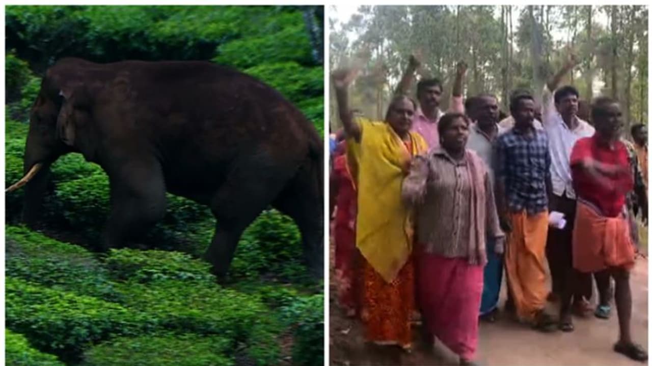 Kerala: Shutters down in Idukki demanding capture of 'Arikomban'