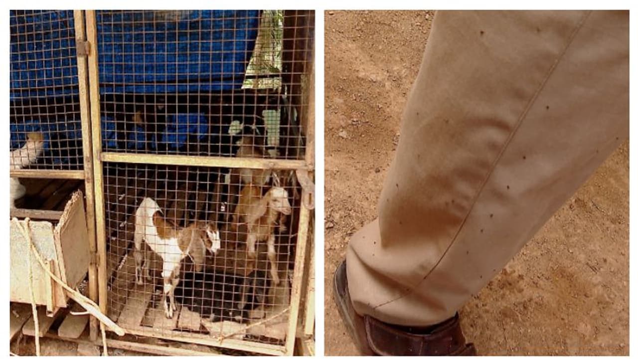 ചെള്ള് ശല്യം രൂക്ഷം; ദുരിതത്തിലായി ഊര്ക്കടവ് തറോലില് നിവാസികള് ചെള്ള് ശല്യം രൂക്ഷം; ദുരിതത്തിലായി ഊര്ക്കടവ് തറോലില് നിവാസികള്