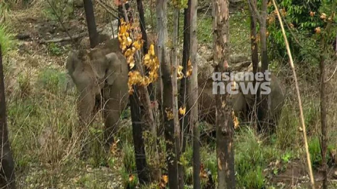 അരിക്കൊമ്പൻ വീണ്ടും ജനവാസ മേഖലയ്ക്ക് സമീപം, ഒപ്പം അഞ്ച് ആനകളും; സമരം തുടർന്ന് ജനങ്ങൾ അരിക്കൊമ്പൻ വീണ്ടും ജനവാസ മേഖലയ്ക്ക് സമീപം, ഒപ്പം അഞ്ച് ആനകളും; സമരം തുടർന്ന് ജനങ്ങൾ