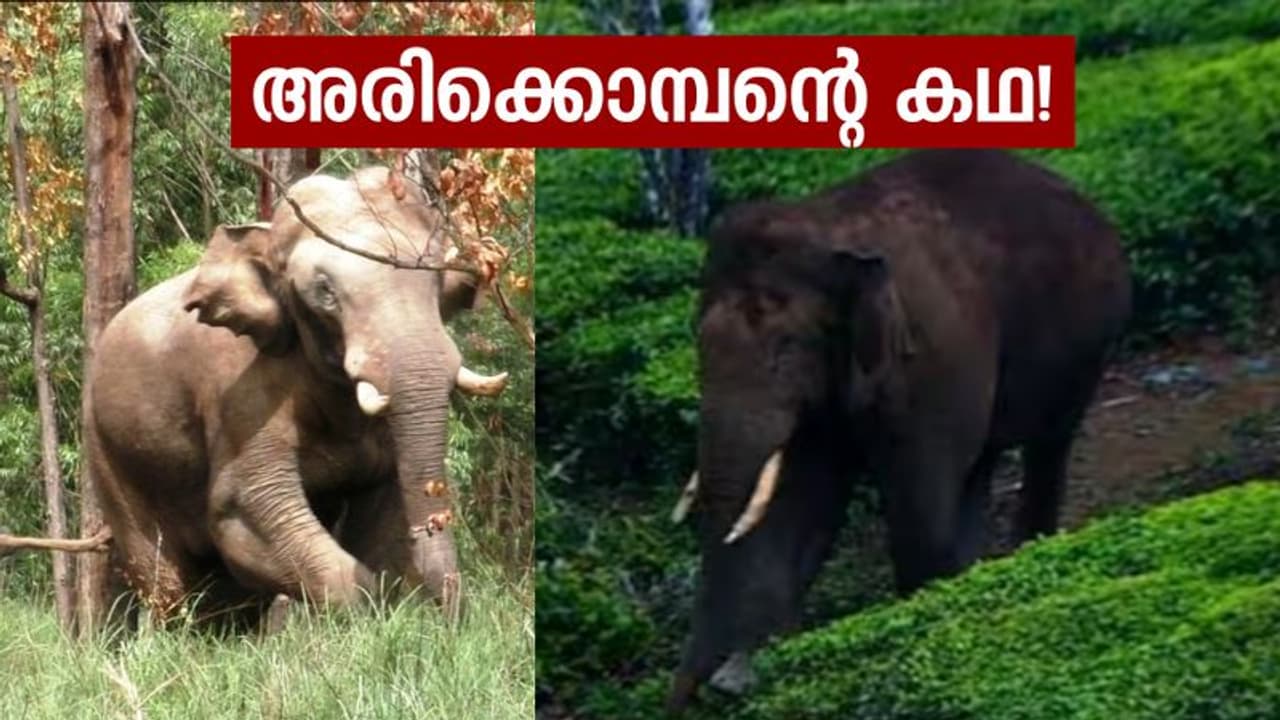 നാടാകെ എതിരിടുന്ന കാട്ടുകൊമ്പന്, റേഷന് കടകളിലെ പതിവുകാരന്, ആരാണീ അരിക്കൊമ്പന്? നാടാകെ എതിരിടുന്ന കാട്ടുകൊമ്പന്, റേഷന് കടകളിലെ പതിവുകാരന്, ആരാണീ അരിക്കൊമ്പന്?