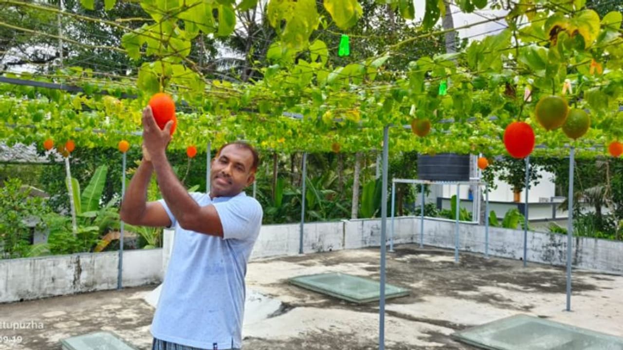 ആലപ്പുഴയിലും വിളയും 'സ്വർഗത്തിലെ പഴം'; മട്ടുപ്പാവിൽ ഗാഗ് ഫ്രൂട്ട് മാജിക്കുമായി മുഹമ്മദ് റാഫി ആലപ്പുഴയിലും വിളയും 'സ്വർഗത്തിലെ പഴം'; മട്ടുപ്പാവിൽ ഗാഗ് ഫ്രൂട്ട് മാജിക്കുമായി മുഹമ്മദ് റാഫി