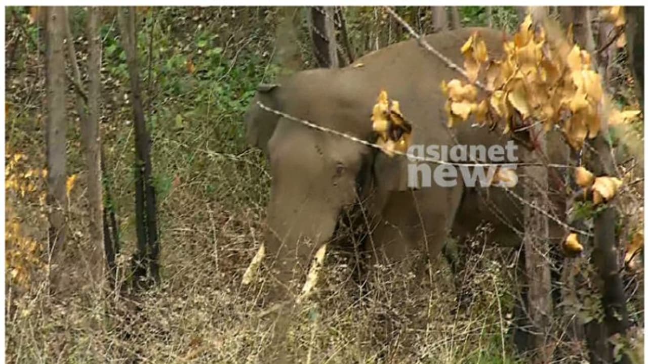 മയക്കുവെടി വെച്ച് കൂട്ടിലടക്കണ്ട; അരിക്കൊമ്പനെ ചിന്നക്കനാലിൽ നിന്ന് മാറ്റാൻ തീരുമാനം മയക്കുവെടി വെച്ച് കൂട്ടിലടക്കണ്ട; അരിക്കൊമ്പനെ ചിന്നക്കനാലിൽ നിന്ന് മാറ്റാൻ തീരുമാനം