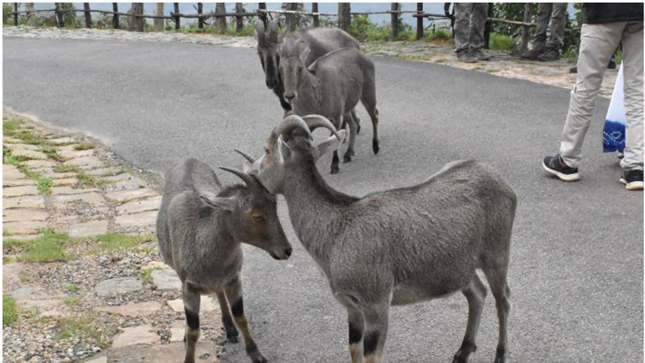 സന്തോഷത്തോടെ രാജമല വിളിക്കുന്നു! പിറന്നത് 115 വരയാടിൻ കുഞ്ഞുങ്ങൾ, സഞ്ചാരികൾക്ക് നാളെ മുതൽ പ്രവേശനം സന്തോഷത്തോടെ രാജമല വിളിക്കുന്നു! പിറന്നത് 115 വരയാടിൻ കുഞ്ഞുങ്ങൾ, സഞ്ചാരികൾക്ക് നാളെ മുതൽ പ്രവേശനം