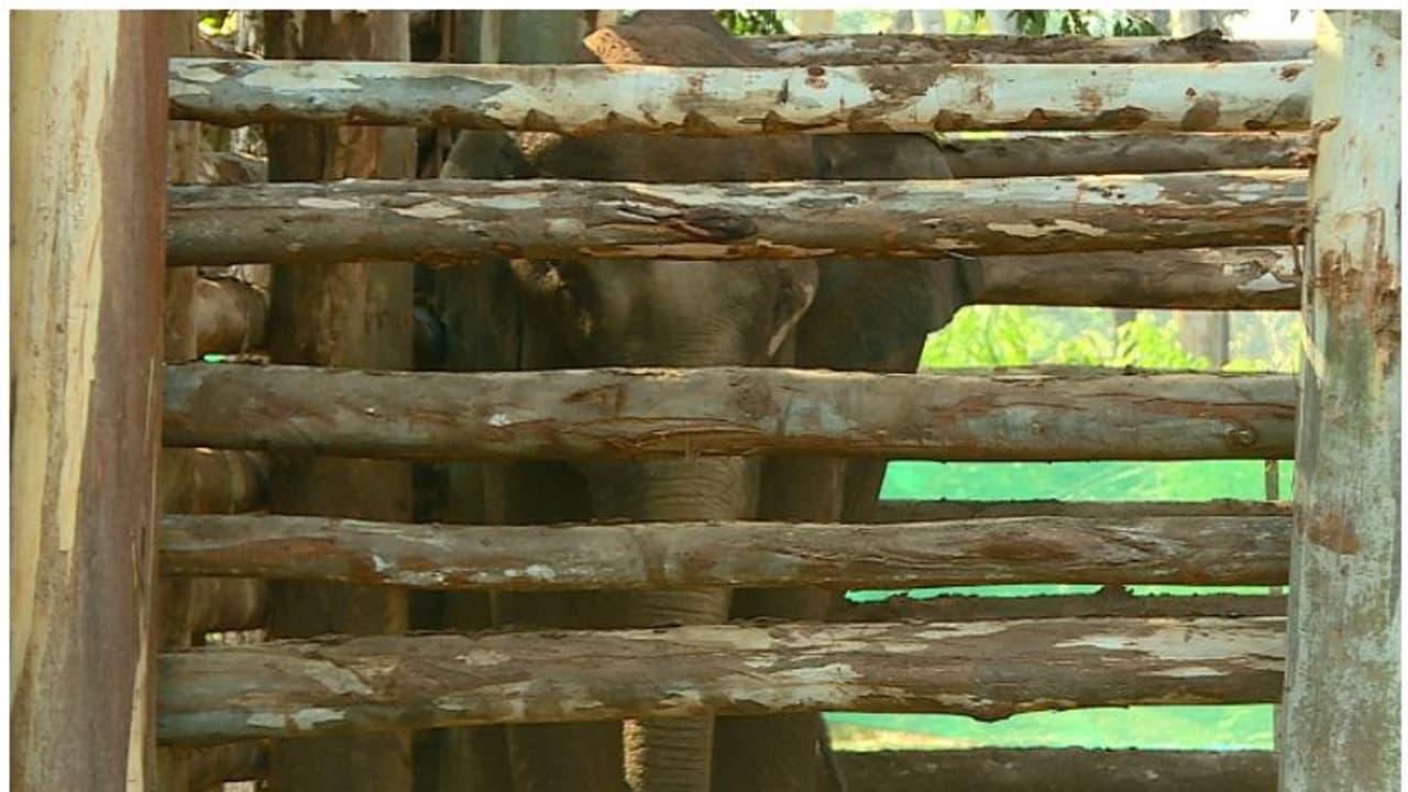 മൃഗസ്നേഹികളുടെ ആവശ്യം, പിഎം 2 കാട്ടാനയെ തിരികെ കാട്ടില്‍ വിടാന്‍ വനംവകുപ്പ് ആലോചന; എതിര്‍ത്ത് ബത്തേരി എംഎല്‍എ