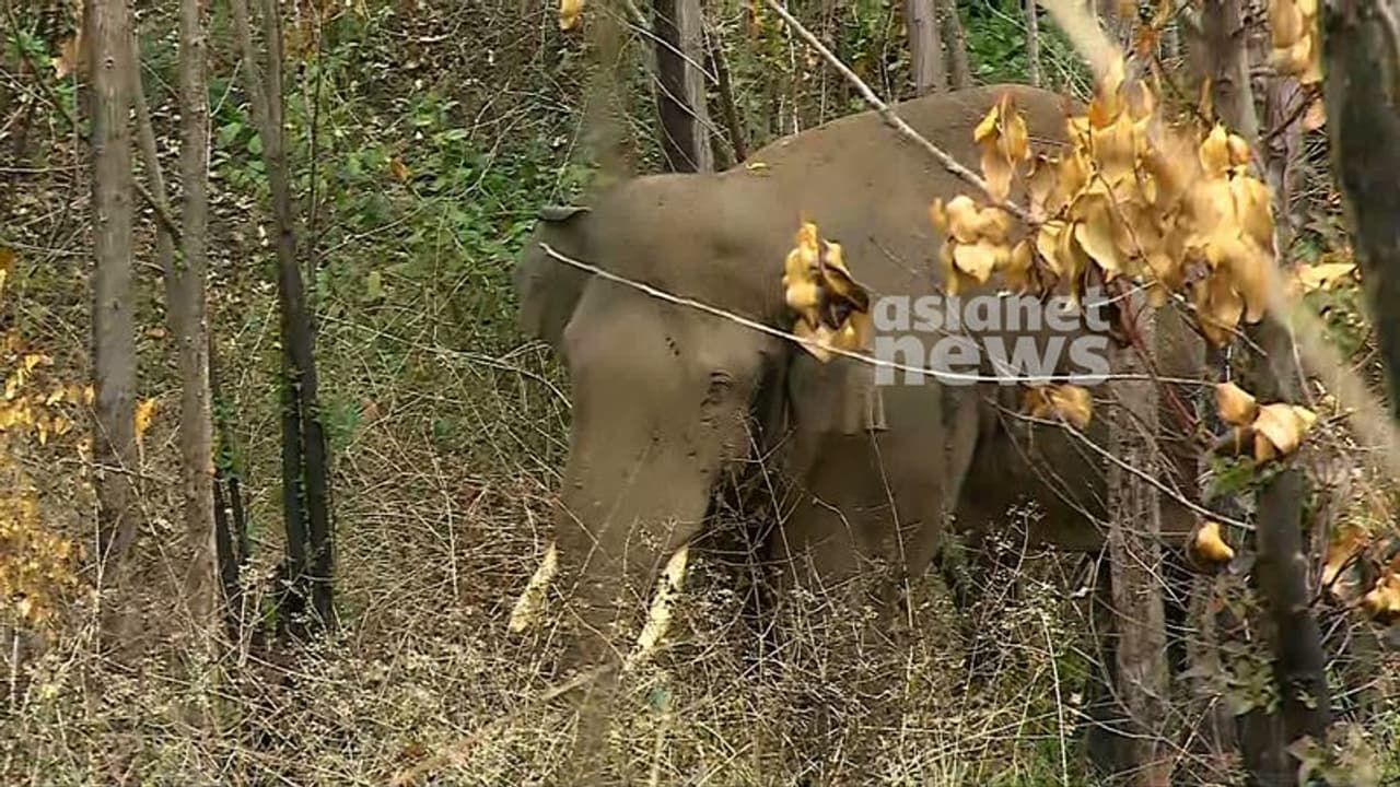 അരിക്കൊമ്പൻ വിഷയത്തിലെ ഹർജിക്കാരൻ വിവേകിനെതിരെ ഇടുക്കി എസ്പിക്ക് പരാതി അരിക്കൊമ്പൻ വിഷയത്തിലെ ഹർജിക്കാരൻ വിവേകിനെതിരെ ഇടുക്കി എസ്പിക്ക് പരാതി