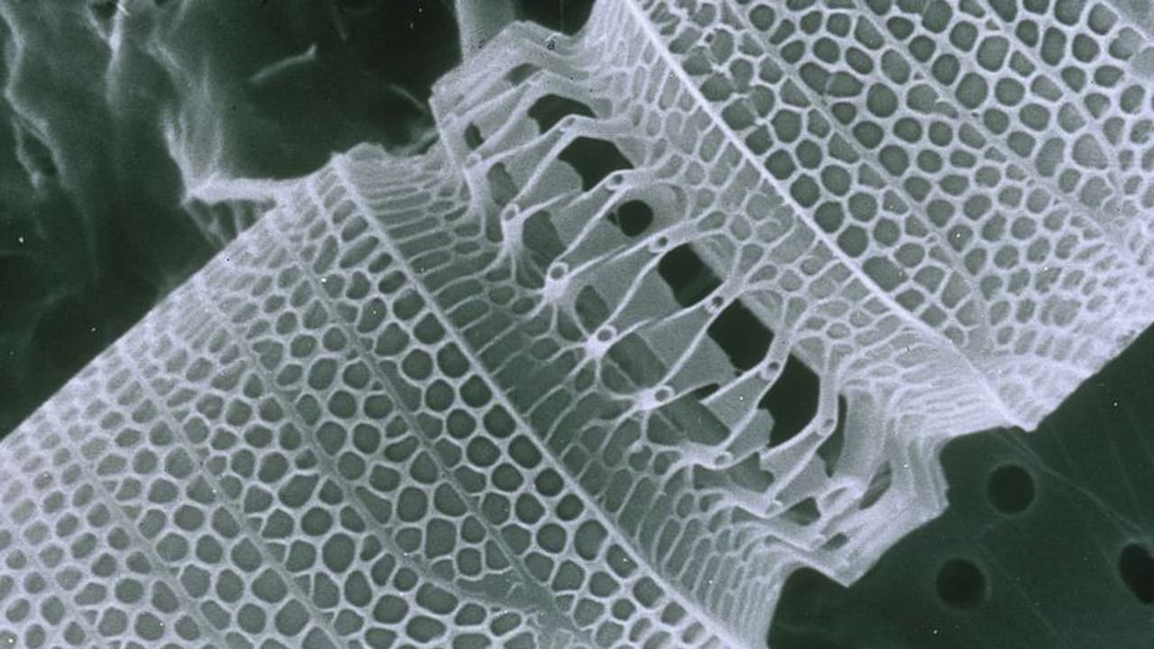 2030க்குள் மனிதர்களின் மரணத்தைத் தடுக்கும் நானோ ரோபா! முன்னாள் கூகுள் விஞ்ஞானி குர்ஸ்வேல் தகவல்