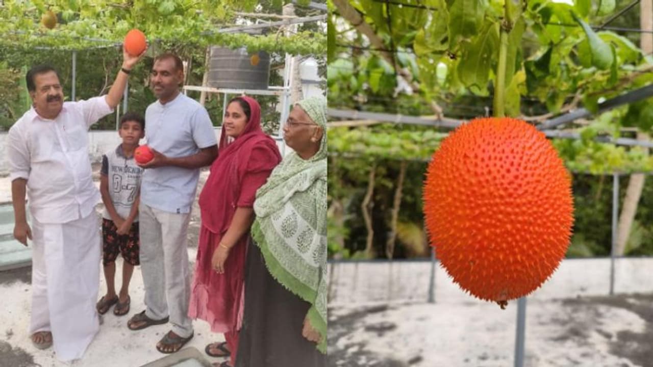 'വേണമെങ്കില് ചക്ക വേരിലും കായ്ക്കും'; മുഹമ്മദ് റാഫിയുടെ ഗാഗ് ഫ്രൂട്ട് കൃഷിയിടം സന്ദര്ശിച്ച് ചെന്നിത്തല 'വേണമെങ്കില് ചക്ക വേരിലും കായ്ക്കും'; മുഹമ്മദ് റാഫിയുടെ ഗാഗ് ഫ്രൂട്ട് കൃഷിയിടം സന്ദര്ശിച്ച് ചെന്നിത്തല